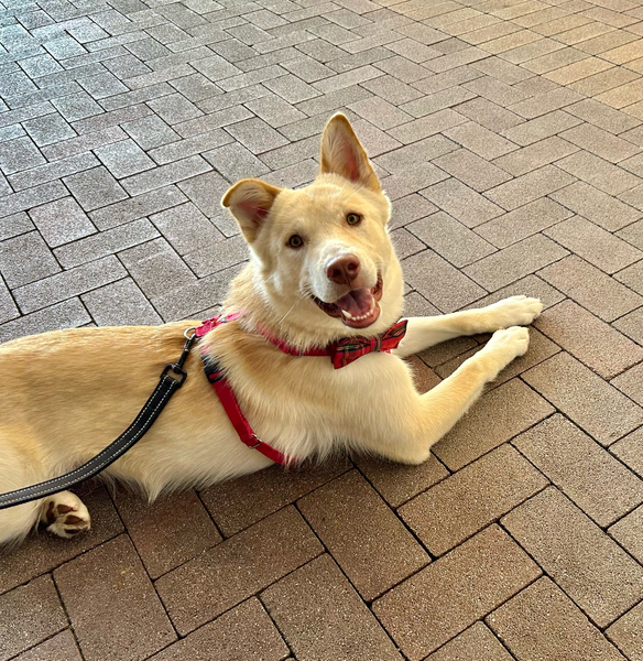 #Dog #Rubino_CCSTCA_01 I would love to have a doggie friend to play with! getpet.info/Rubino_CCSTCA_…