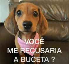 animaisfrases_'s tweet image. 