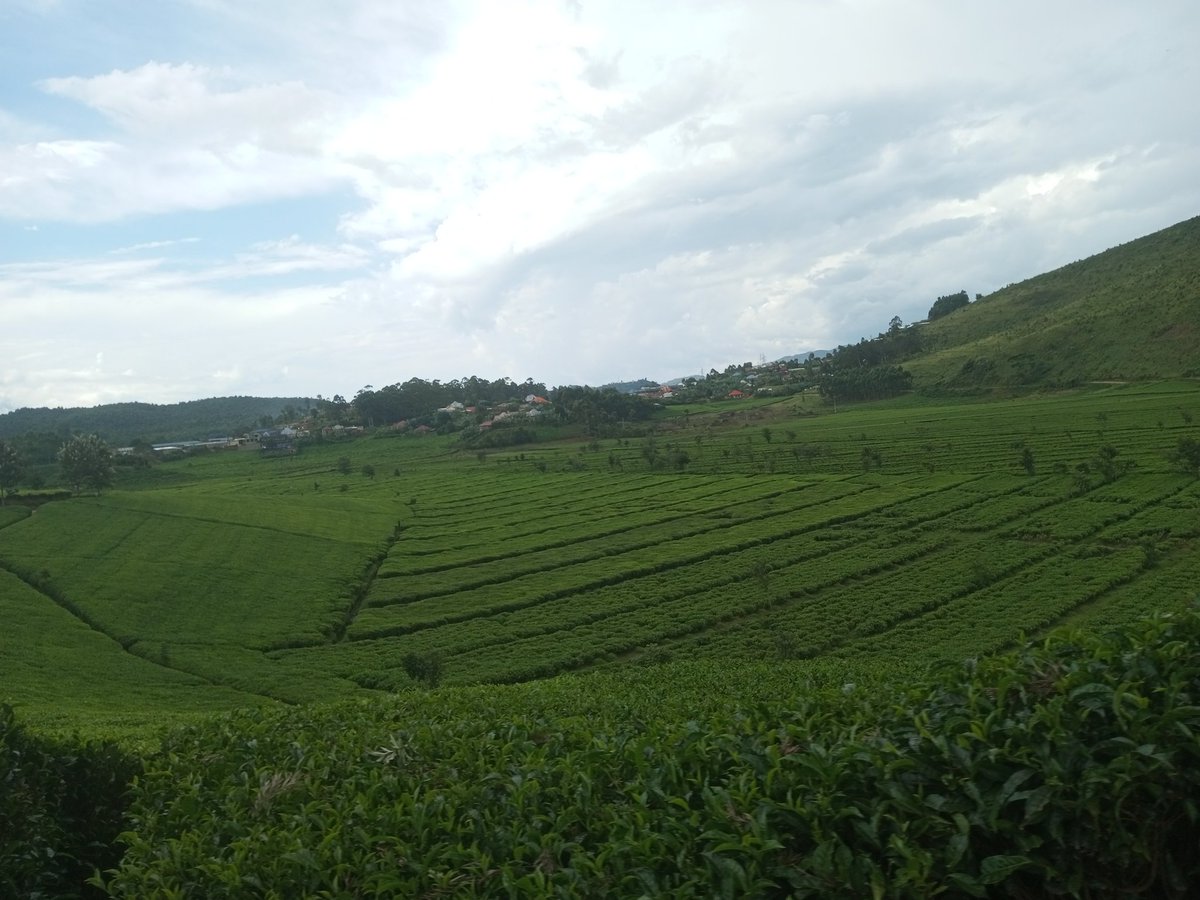 Who likes #RwandaTea like me?
This farm is based in #Gisakura #westernprovince in @Nyamasheke.
