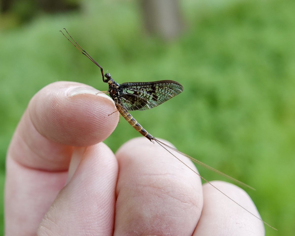 @NorfolkNats @themarshtit There were plenty swarming around down at ground level. I’m no entomologist, butI was thinking vulgata?