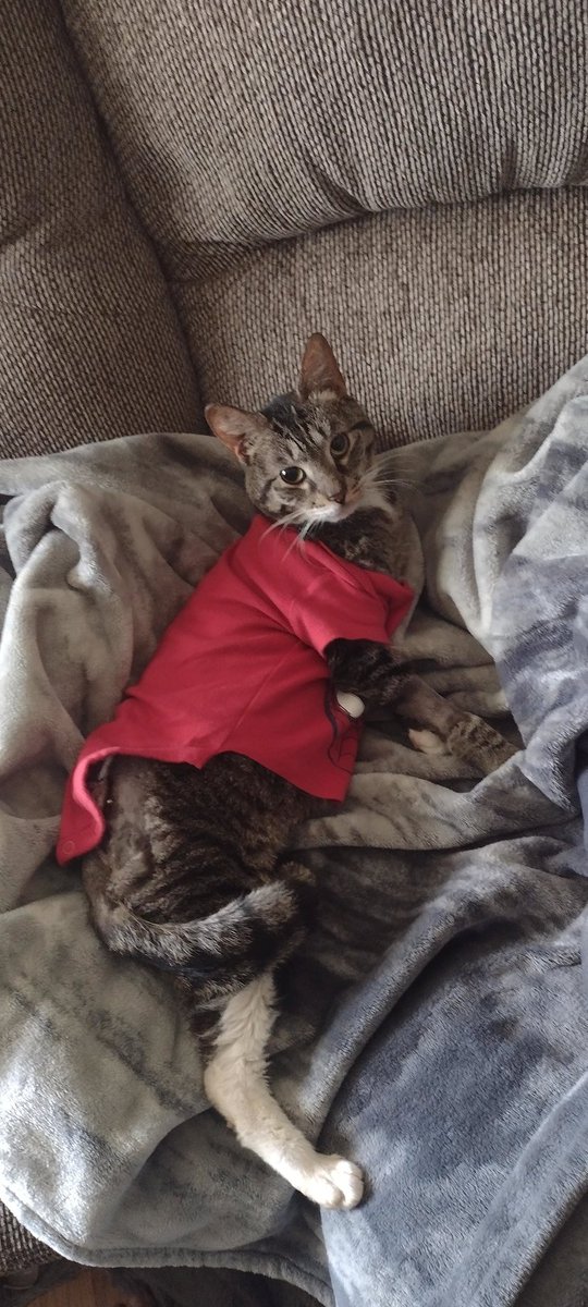 A_Doverspike's tweet photo. Burger time!
He destroyed the soft cone, and could not be held by the donut of shame.
Rockin' a spiderman baby onesie today and seems more content about wearing this around.
Life hack, 0~3 month old clothing fits most cats. https://t.co/TzwGXNkuCo
