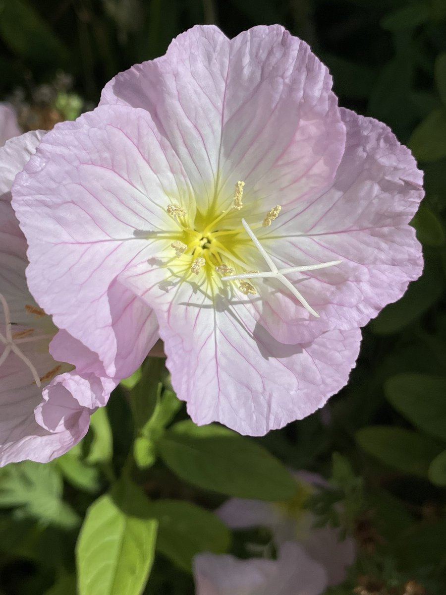 These flowers and spread like crazy. Pinkladies aka Evening Primrose #prettyinpink #flowers