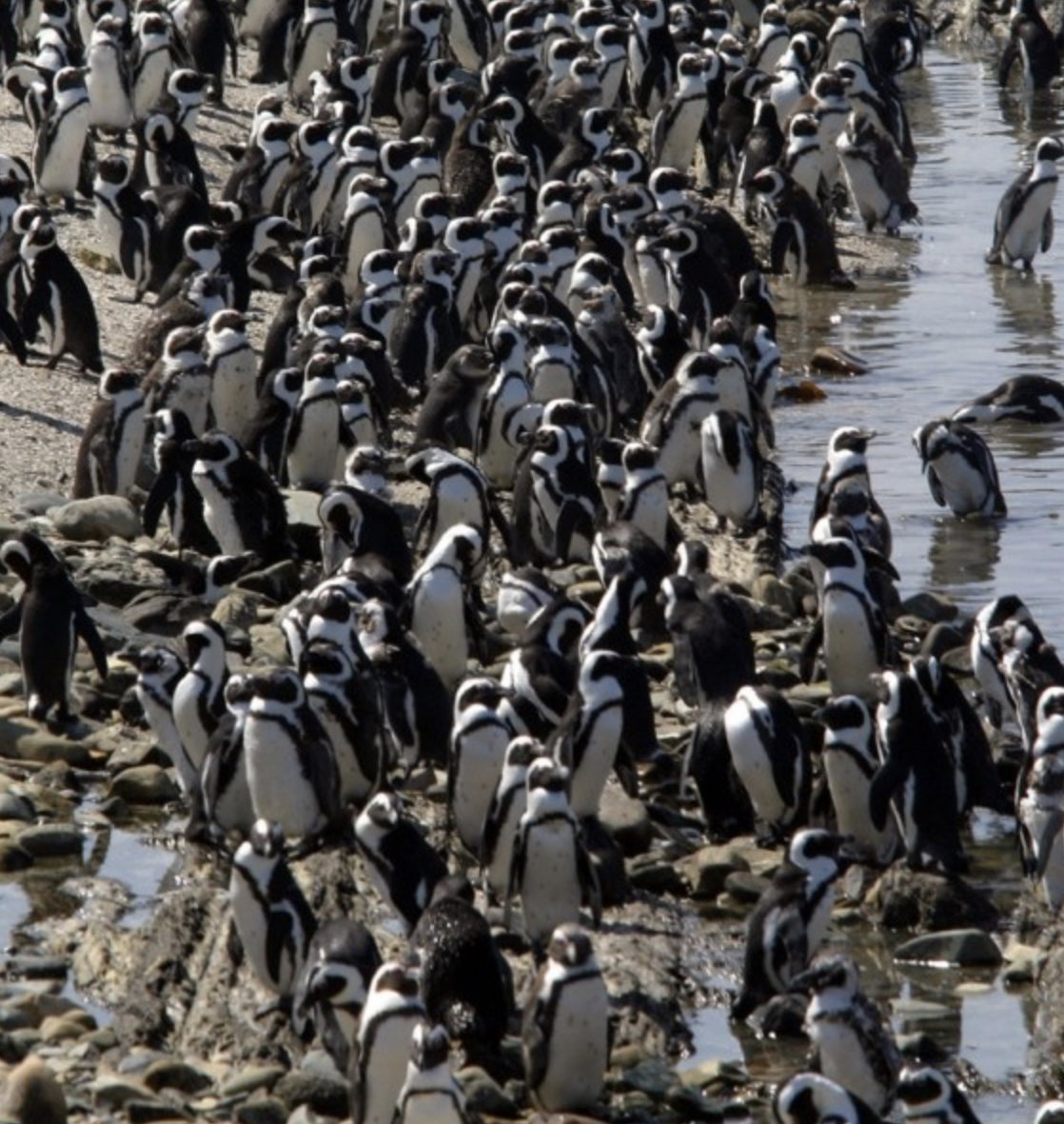 A solution to help African Penguins is fisheries management! Closing fishing grounds and creating marine protected areas around African penguin’s habitats will lead to more food sources for penguins! #39canimals #savetheafricanpenguin #AfricanPenguin