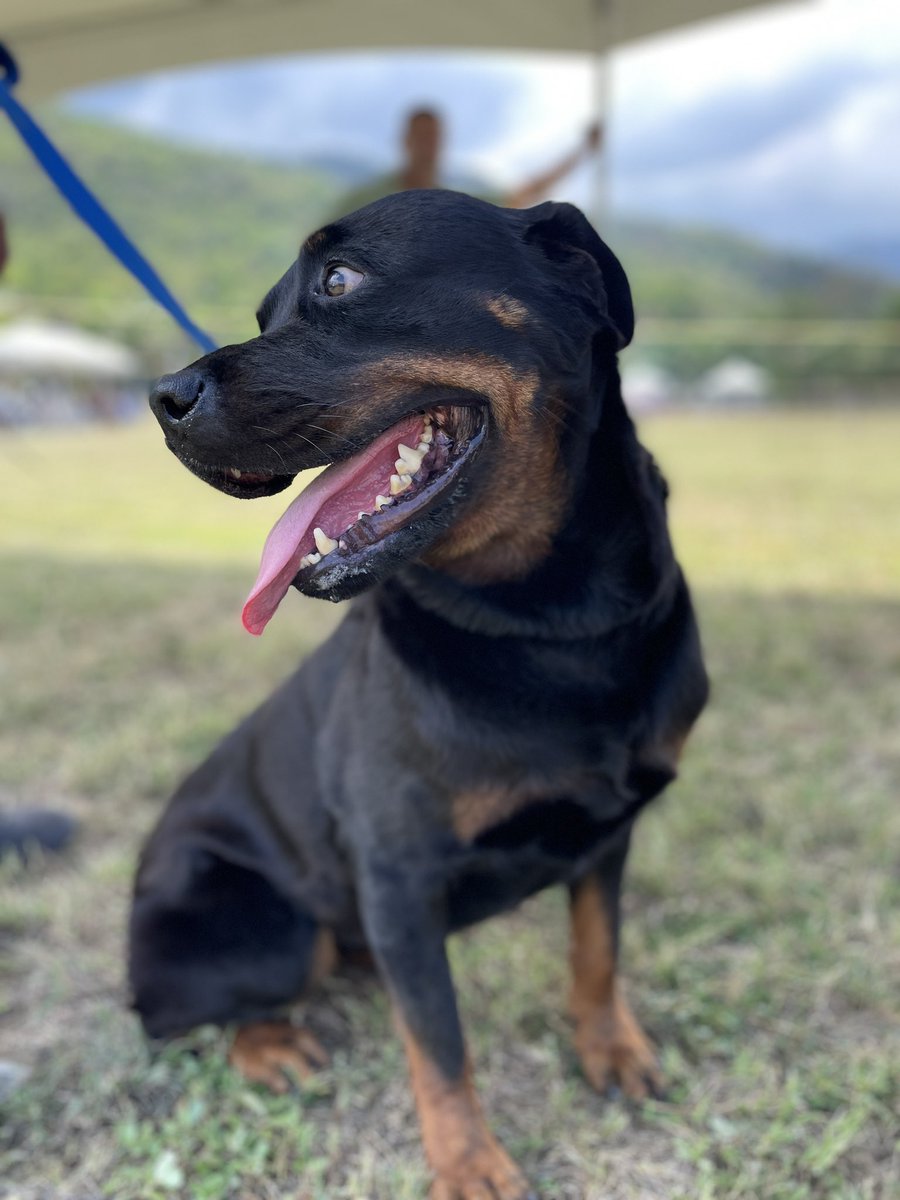 Guardsman Group on Twitter "Champion canines 🐕‍🦺🐩🦮🐕 Dobermann Club of