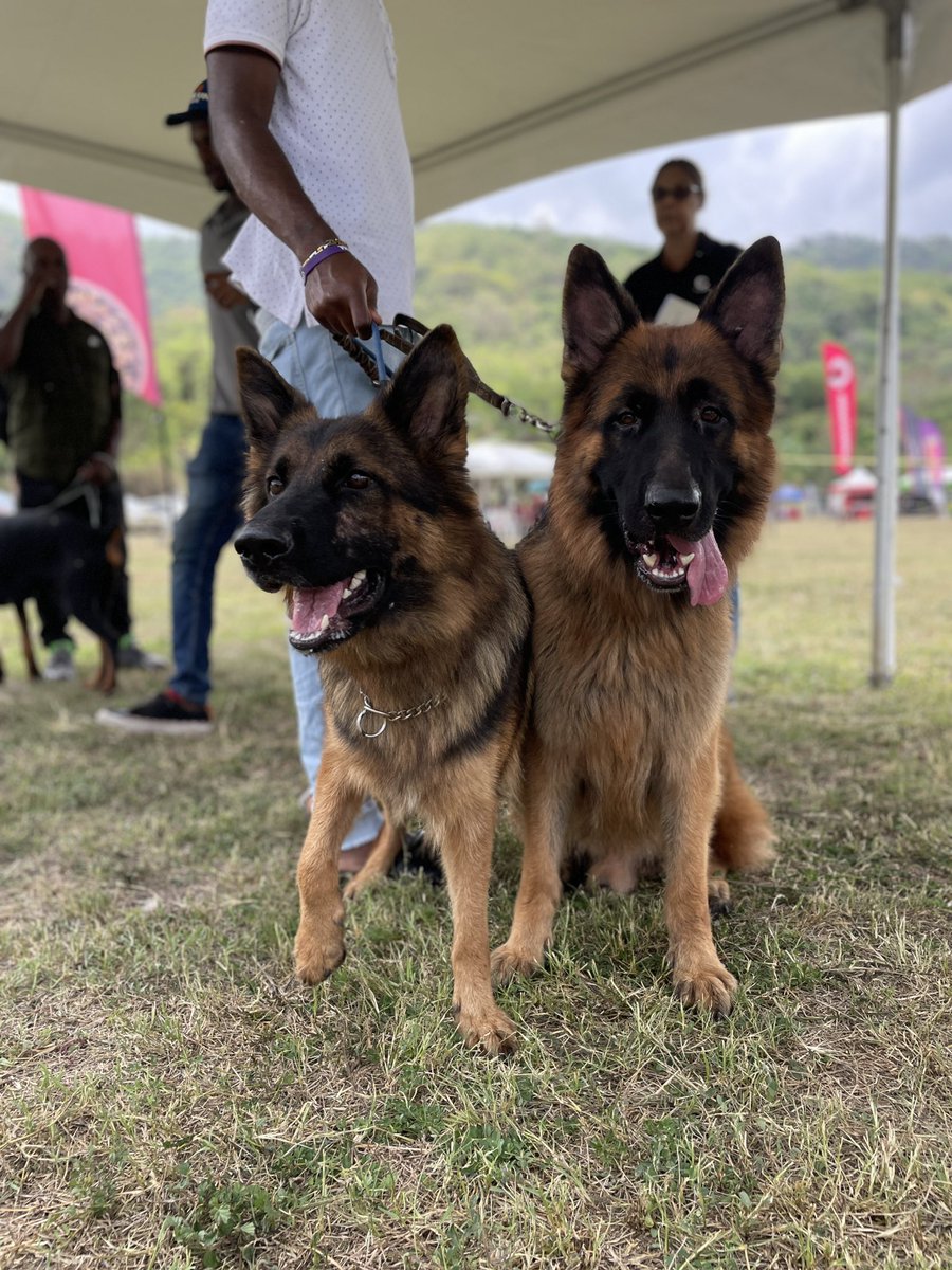 Guardsman Group on Twitter "Champion canines 🐕‍🦺🐩🦮🐕 Dobermann Club of