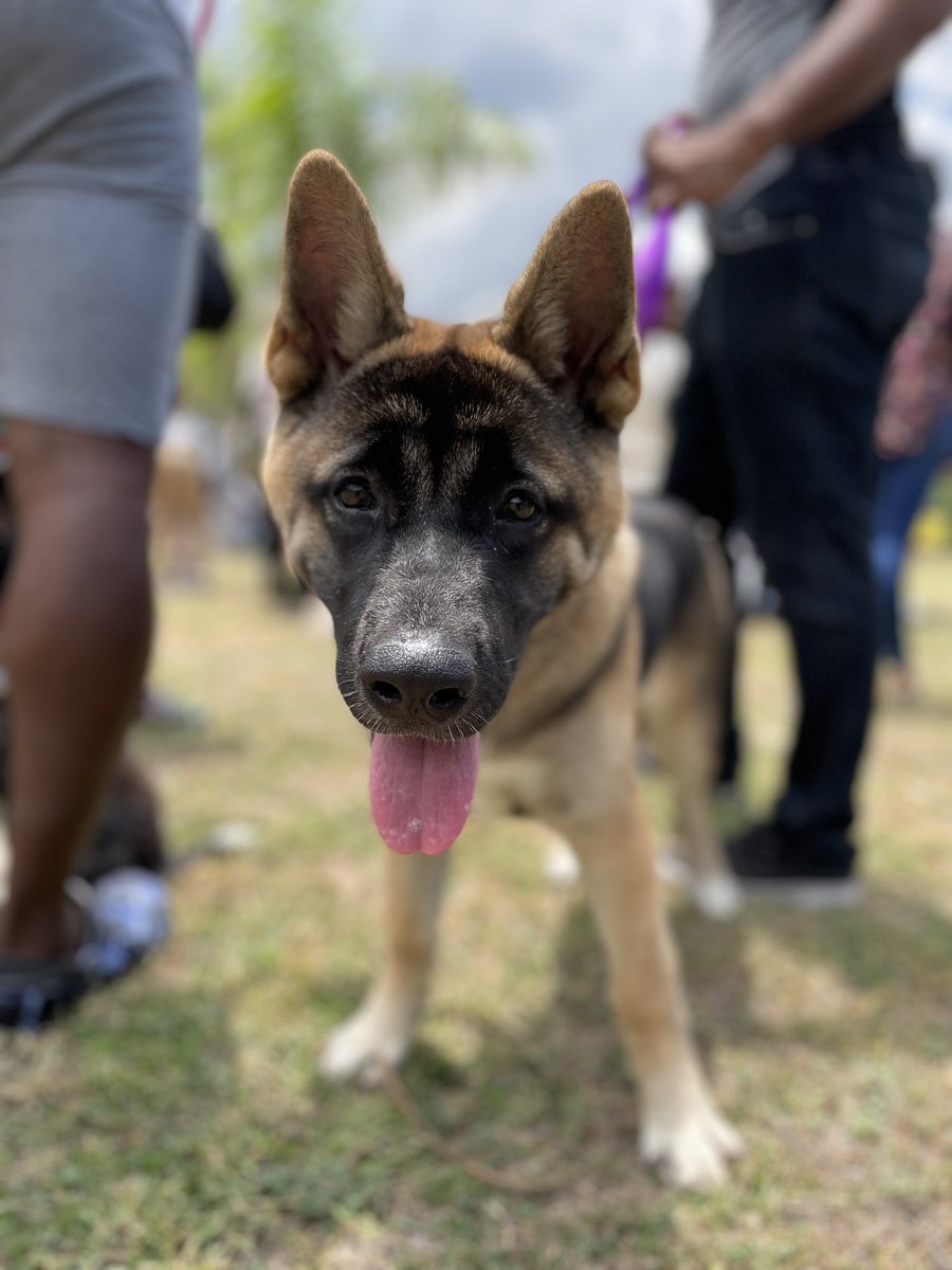 Guardsman Group on Twitter "Champion canines 🐕‍🦺🐩🦮🐕 Dobermann Club of