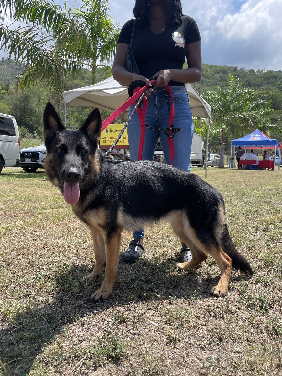 Guardsman Group on Twitter "Champion canines 🐕‍🦺🐩🦮🐕 Dobermann Club of