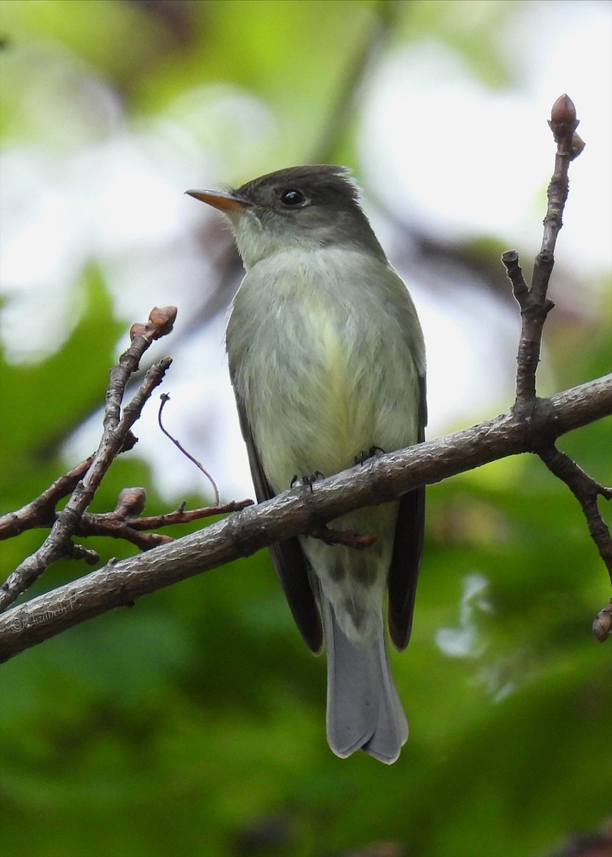 #EasternWoodPewee early today by Dell water @GreenWoodHF @Brooklyn