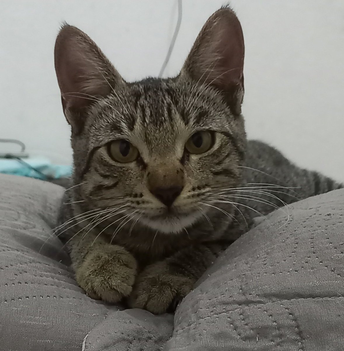 delioncourrt's tweet photo. oioi gente, minha gatinha pixie tá precisando de ajuda! 🥺
ela engravidou muito novinha e teve 5 gatinhos, mas infelizmente nenhum sobreviveu. como o parto dela foi muito difícil acabou comprometendo demais útero dela e ela precisou ser internada. qualquer ajuda é bem vinda e+ https://t.co/rH20CJTKRQ
