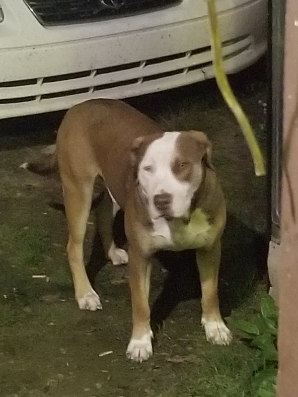 fidofinder's tweet photo. Found dog in Carlisle, AR (72024) #founddog https://t.co/i7ezjzpoaU https://t.co/MifPjxrzMs