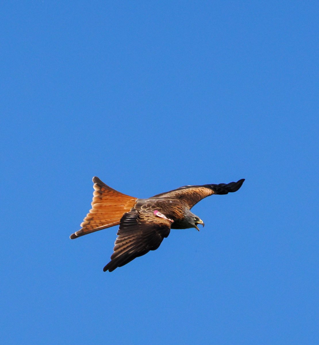 Clear skies and a light breeze made for near perfect #RedKite flying conditions @Gateshead #DerwentValleyCountryPark today. @NTBirdClub @Aintright_bl9 @Aviatri92860040 @RSPBEngland @Natures_Voice @LouiseMesma @AnjaBotswana @BirdsByStiofan @LandofOakIron @JohnLalitav @chris4nature