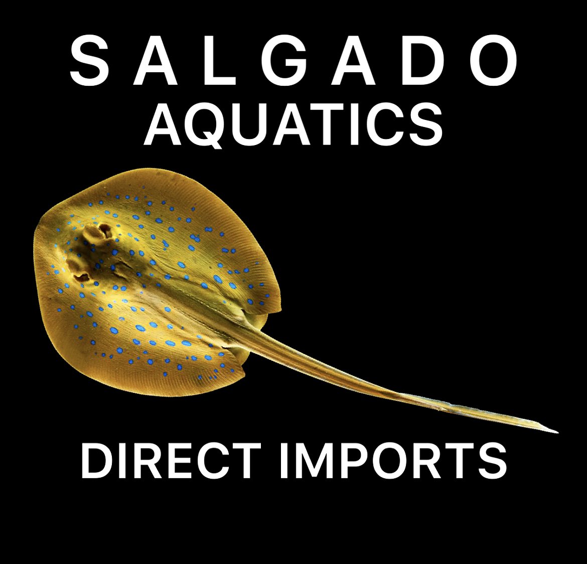 BLUE DOT RIBBON-TAIL STINGRAY 

SALGADO AQUATICS Direct Imports
WYLIE, TEXAS 

Email: DirectImports@SalgadoAquatics.com 

#Stingray #Bluedotstingray #Fishtank #Tanks #Saltwaterfish #MarineFish #Marinealife #Fish #Aquarium #Aquariumlife