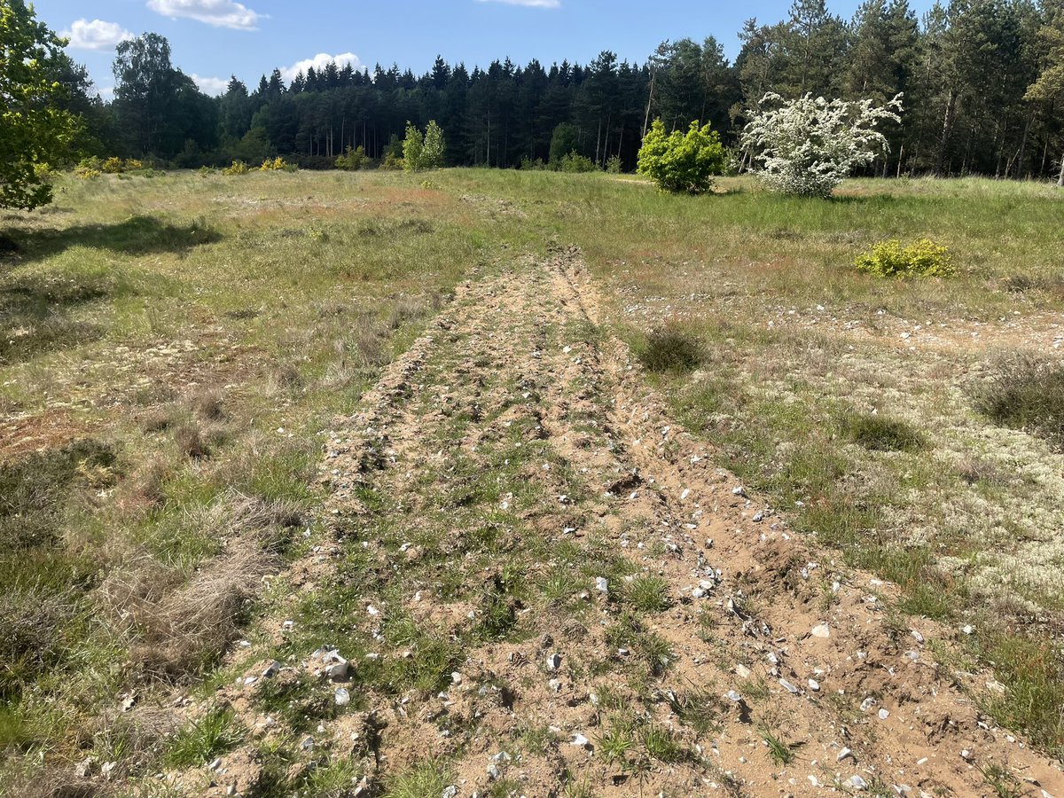 Visits to Santon Downham are also to continue research into effectiveness of harrowing up dry heath to encourage #plants and #invertebrates of bare ground and sand. Original paper published in jor.pensoft.net/article/51900/ #Breckland @OrthopteraR @OrthopteraCH @Pensoft