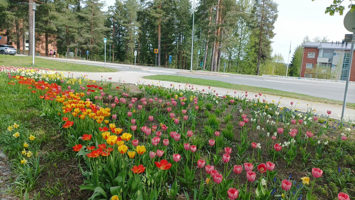 wanderlandaries's tweet photo. Flowers 🌷🌹 
#SpringBreak #Flowers #Finland #suomi https://t.co/khSdsL0oMg