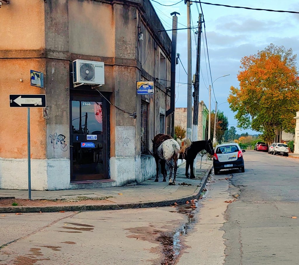 sebamarroni89's tweet photo. La puerta de un bar, un domingo a la tarde en el Sauce de 2023.
No me digan que no es poesía pura https://t.co/iPpESFaN98