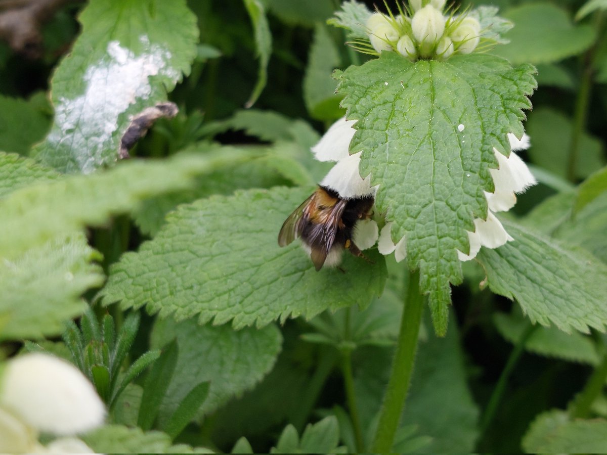 MirandaMirdanda's tweet photo. After a chilly start, May has burst into flower at last! The Garden bumblebee clearly has a favourite in White dead-nettle #WildflowerHour #MindfulWalking #SlowDown #Breathe https://t.co/uFyWj4BfbZ
