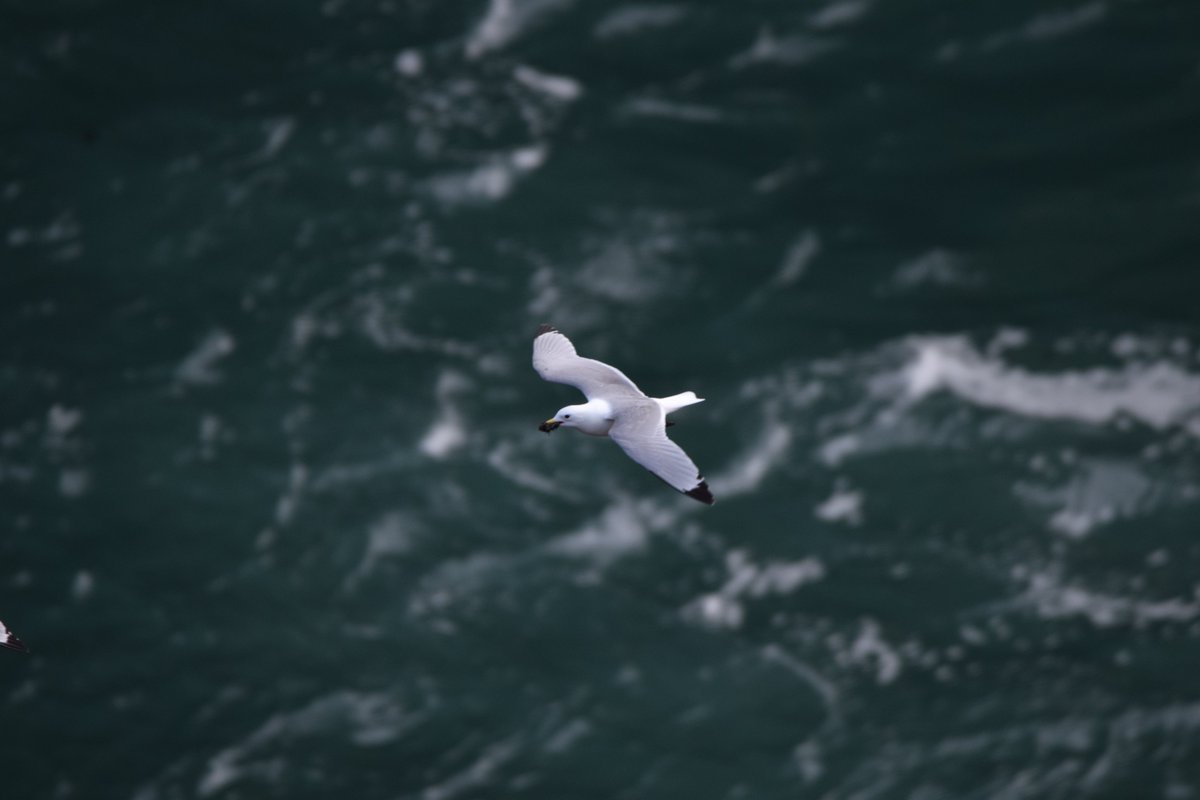 HannahRGeegee's tweet photo. It's that time of year again with kittiwakes collecting nesting material. 
#kittiwake #seabirds @skomer_island https://t.co/Mf0mcfOqoa