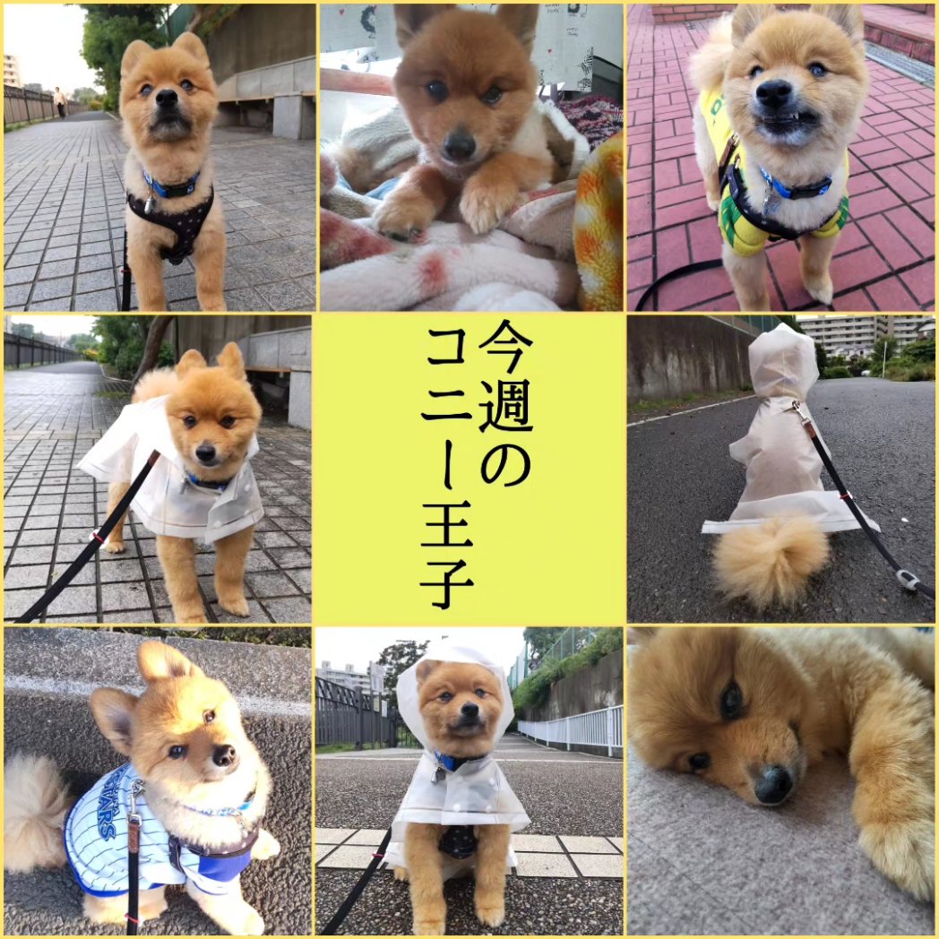hummingbirdchan's tweet photo. 今週のコニー王子2023.5.15.-5.21.
#デカポメ #ポメラニアン
#元保護犬 #現過保護犬
#コニー王子 #デカポメキングダム
#サマーカット
#てるてる坊主 #カッパ
#adidog
#ベイスターズ犬 https://t.co/GMbNwlvXk2