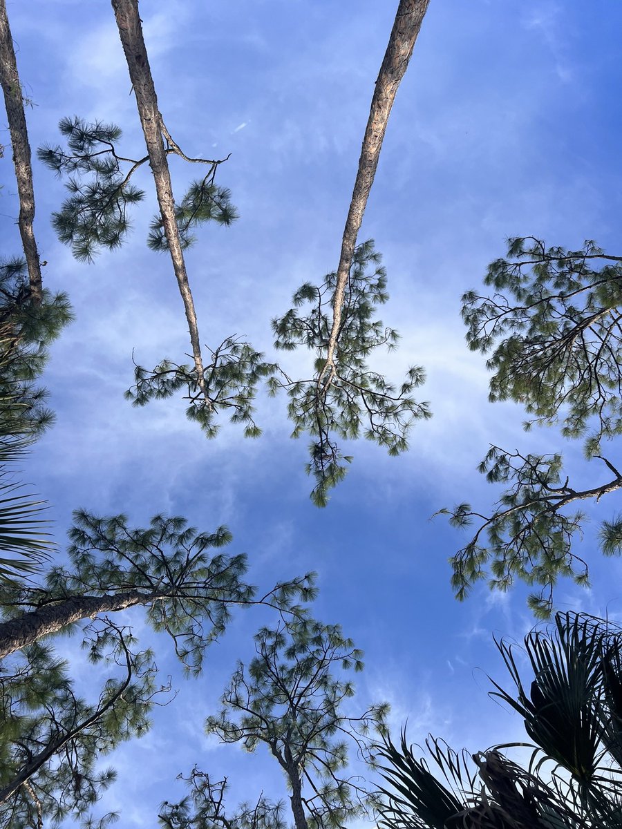 msu4ever92's tweet photo. those whimsical sky watchers with poetic souls https://t.co/CfAtExpLq1