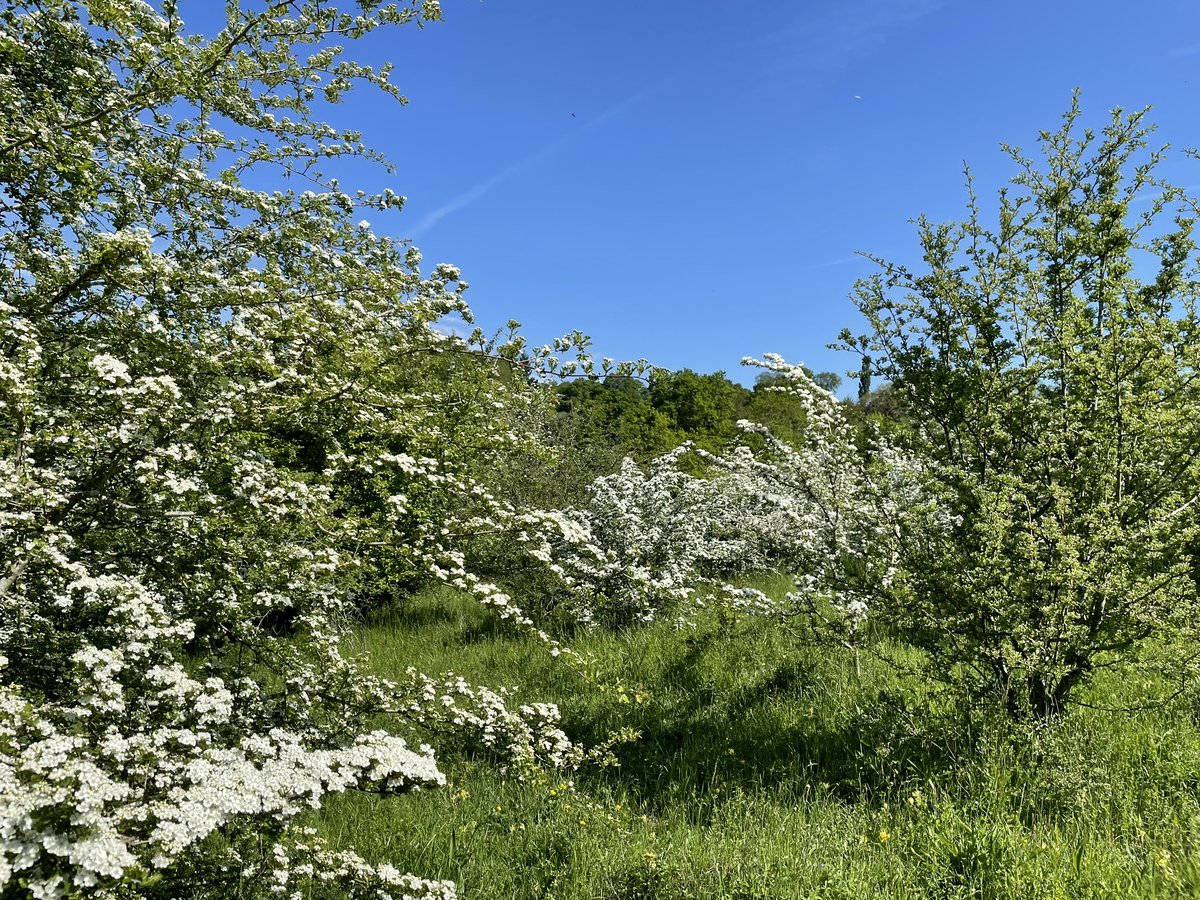 EdelMcGurk's tweet photo. By no means the only #hawthorn vote in @wildflower_hour this evening. What incredible scent at Small Dean Bank this morning. #dadima walk. https://t.co/XPr7ngjzLW
