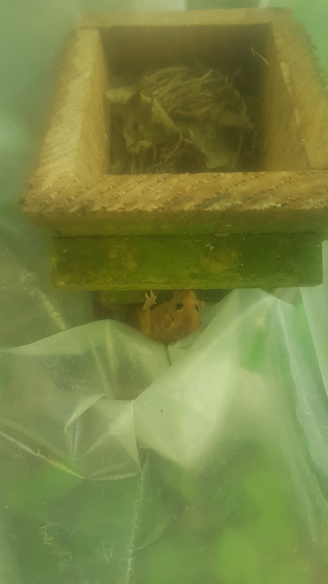 Lorna Griffiths tweet media