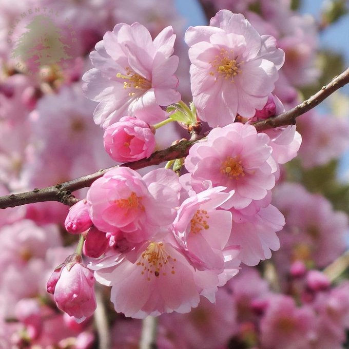 #felizsemana #happyweek #fleurs #pink #pinkflowers #pinkmood #printemps #primavera #nature