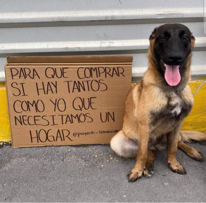 Perros, gatos y más, en Adopta una Mascota hay muchos mejores amigos en adopción que desean ser parte de tu familia, visita la página adoptaunamascota.com.mx  y conócelos.