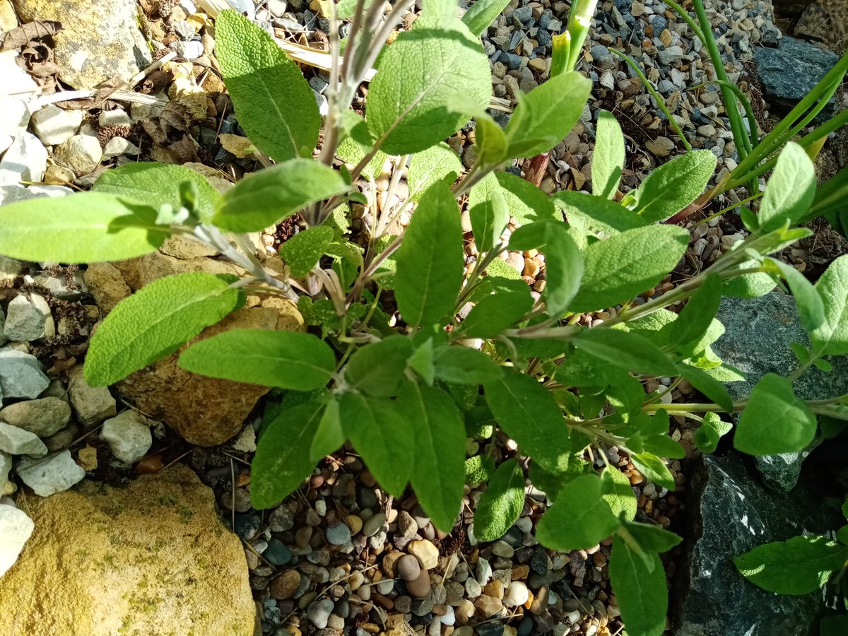 rdarkflowerz's tweet photo. Reap what you sow 🌱 https://t.co/4g5KX0zagk