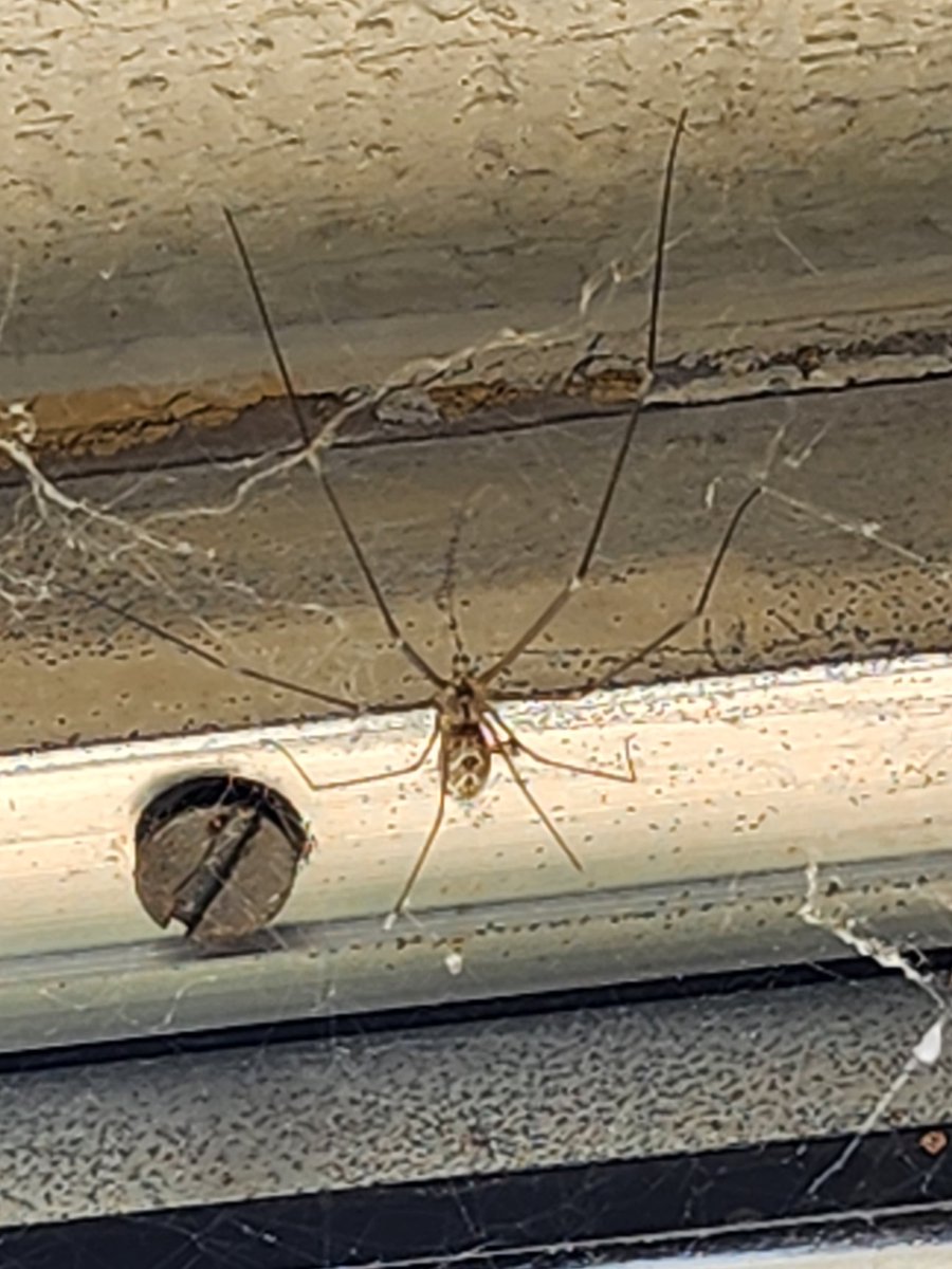 Hey #SpiderTwitter can you help identify this #Arachnid please? Located in Phoenix. I don't think #BrownRecluse but...  
Thanks for any info!