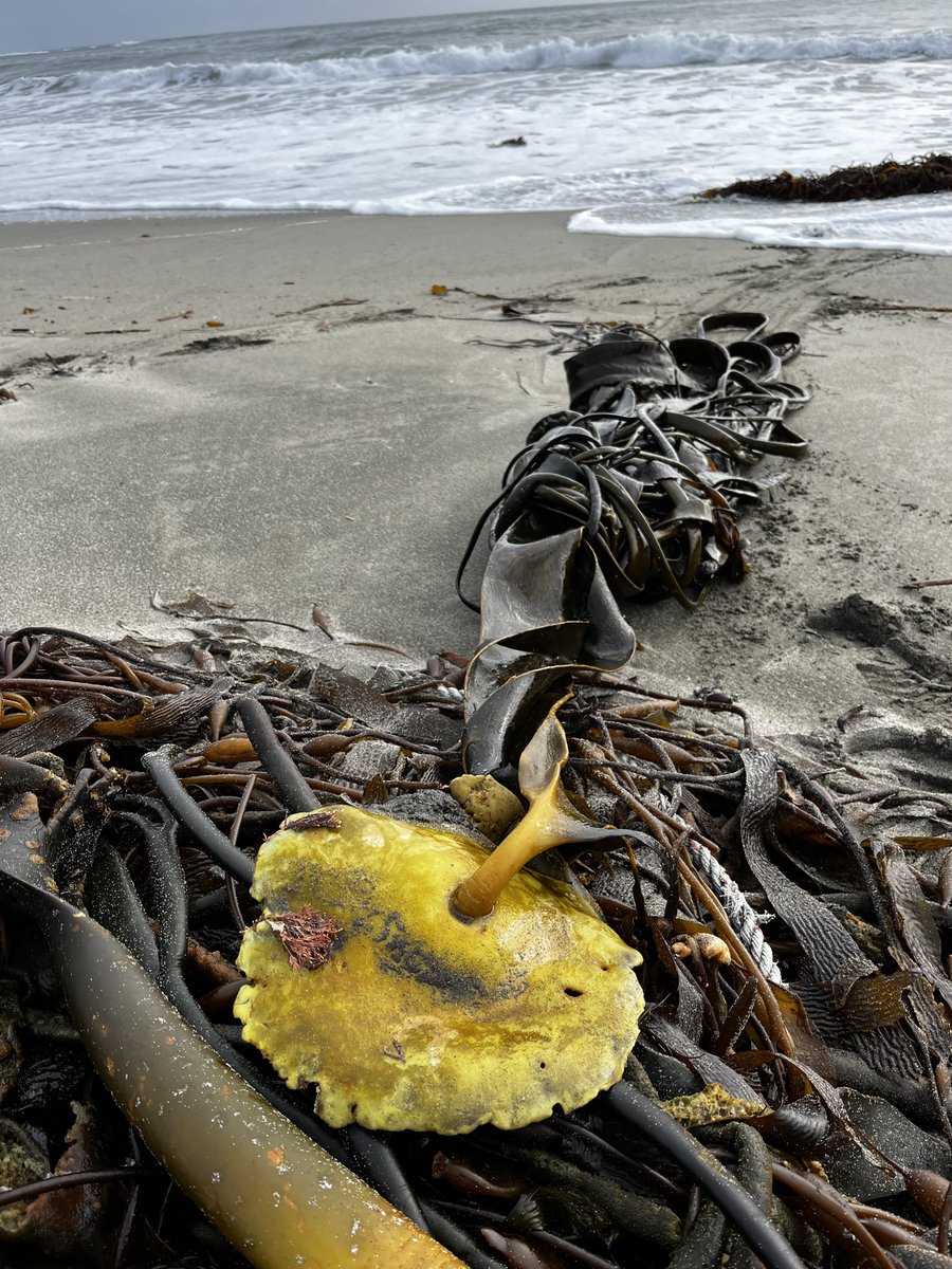 AlgaLab's tweet photo. La belleza de las algas varadas 😍 - #AlgalabEnChiloe #AlgalabEnTerreno #Algas #algasvaradas #cochayuyo #chiloe #chiloeisland #chile #seaweeds #kelp #StrandedKelp https://t.co/tmBACm0eSv