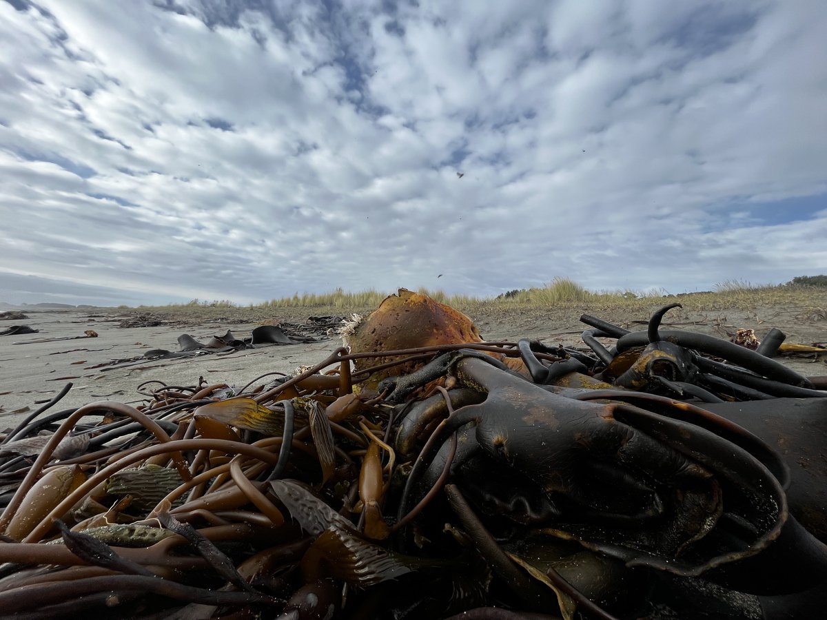 AlgaLab's tweet photo. La belleza de las algas varadas 😍 - #AlgalabEnChiloe #AlgalabEnTerreno #Algas #algasvaradas #cochayuyo #chiloe #chiloeisland #chile #seaweeds #kelp #StrandedKelp https://t.co/tmBACm0eSv