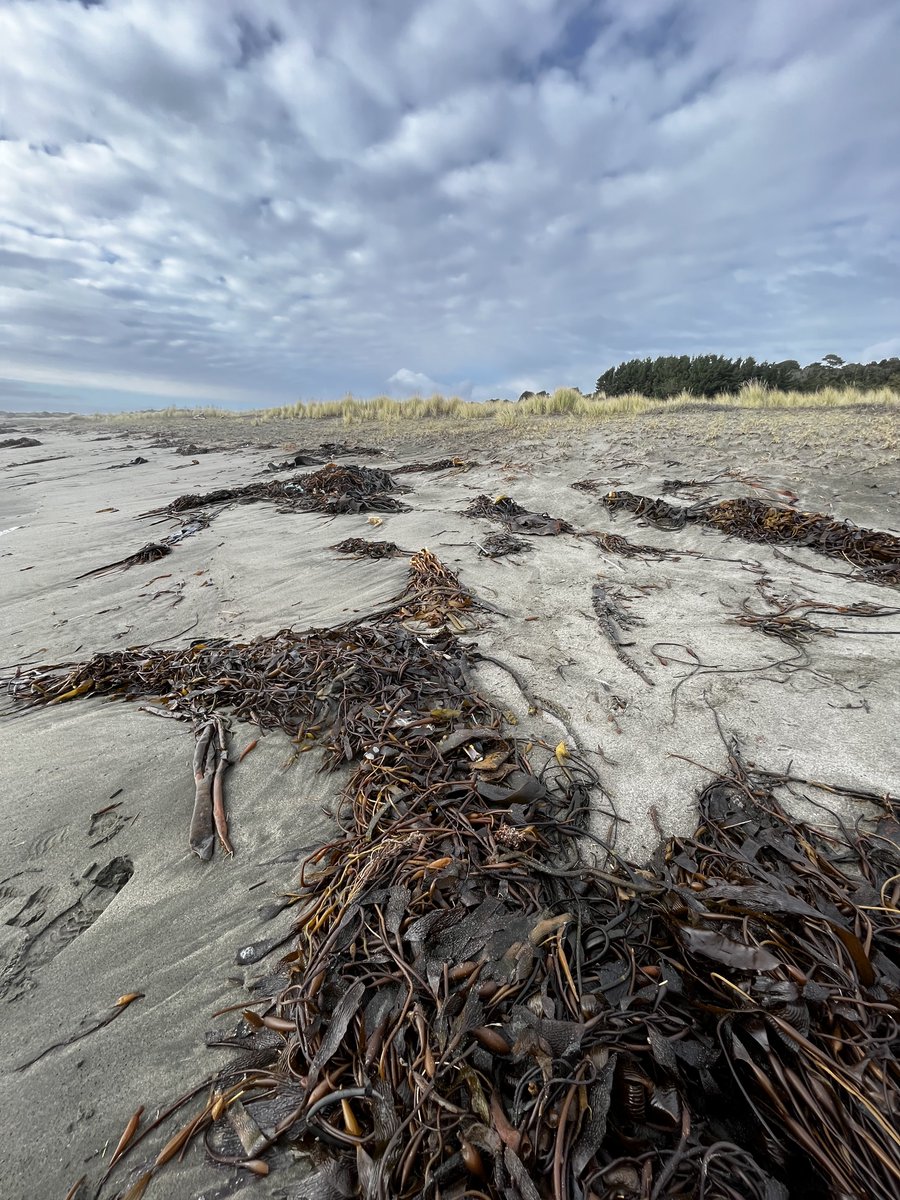 AlgaLab's tweet photo. La belleza de las algas varadas 😍 - #AlgalabEnChiloe #AlgalabEnTerreno #Algas #algasvaradas #cochayuyo #chiloe #chiloeisland #chile #seaweeds #kelp #StrandedKelp https://t.co/tmBACm0eSv