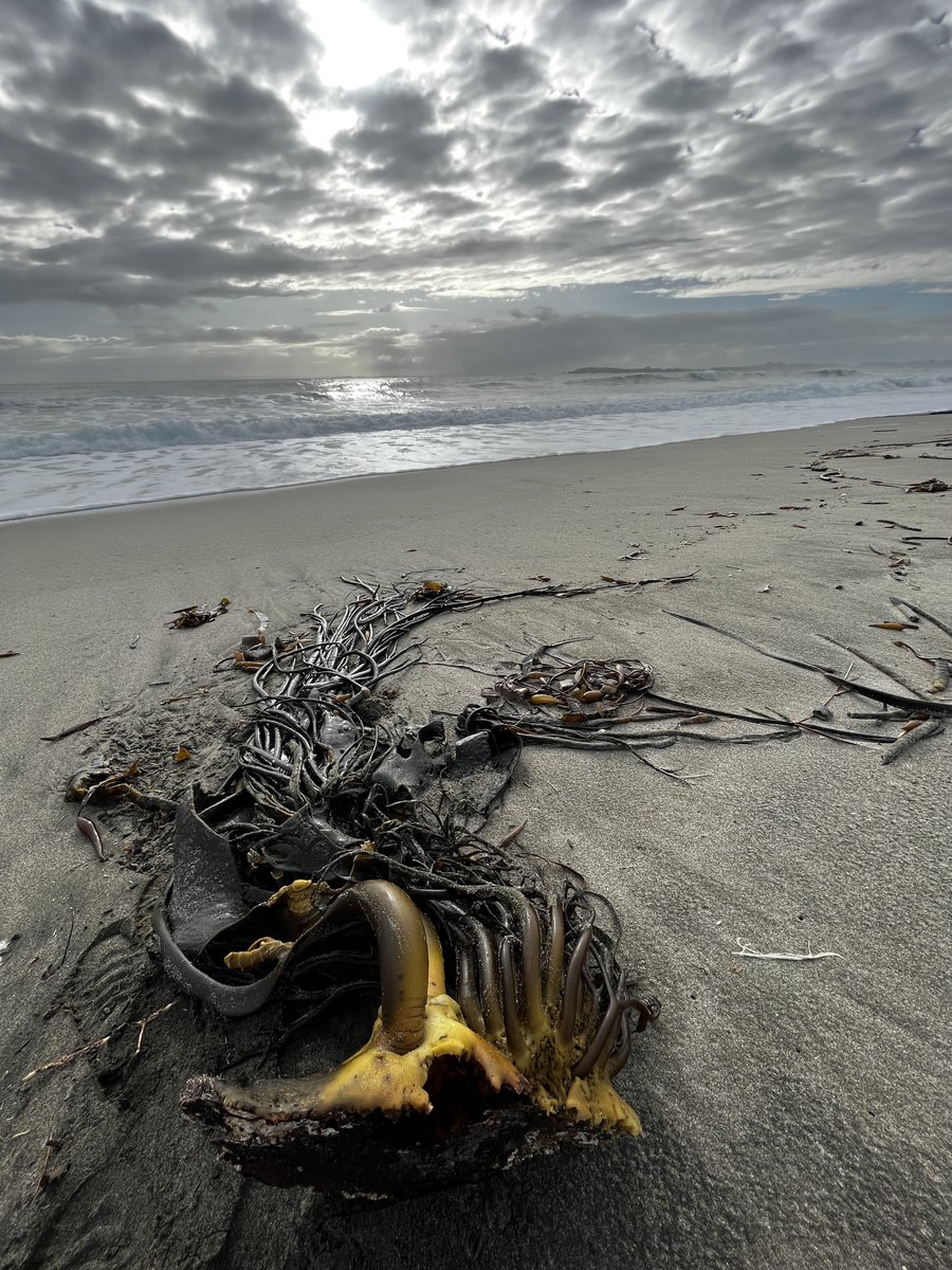 AlgaLab's tweet photo. La belleza de las algas varadas 😍 - #AlgalabEnChiloe #AlgalabEnTerreno #Algas #algasvaradas #cochayuyo #chiloe #chiloeisland #chile #seaweeds #kelp #StrandedKelp https://t.co/tmBACm0eSv