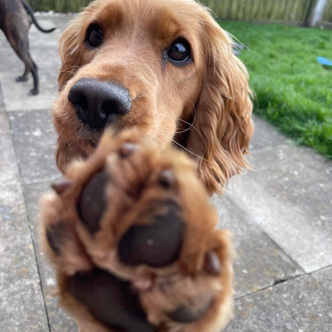 UPDATE - an incredibly kind donor who wishes to remain anonymous has offered to match any donations that are made to poppy from this moment onwards ❤️ we need one final push to raise this money and get our sweet girl her life saving surgery 🥹🥰

- gofundme.com/f/donate-to-he…