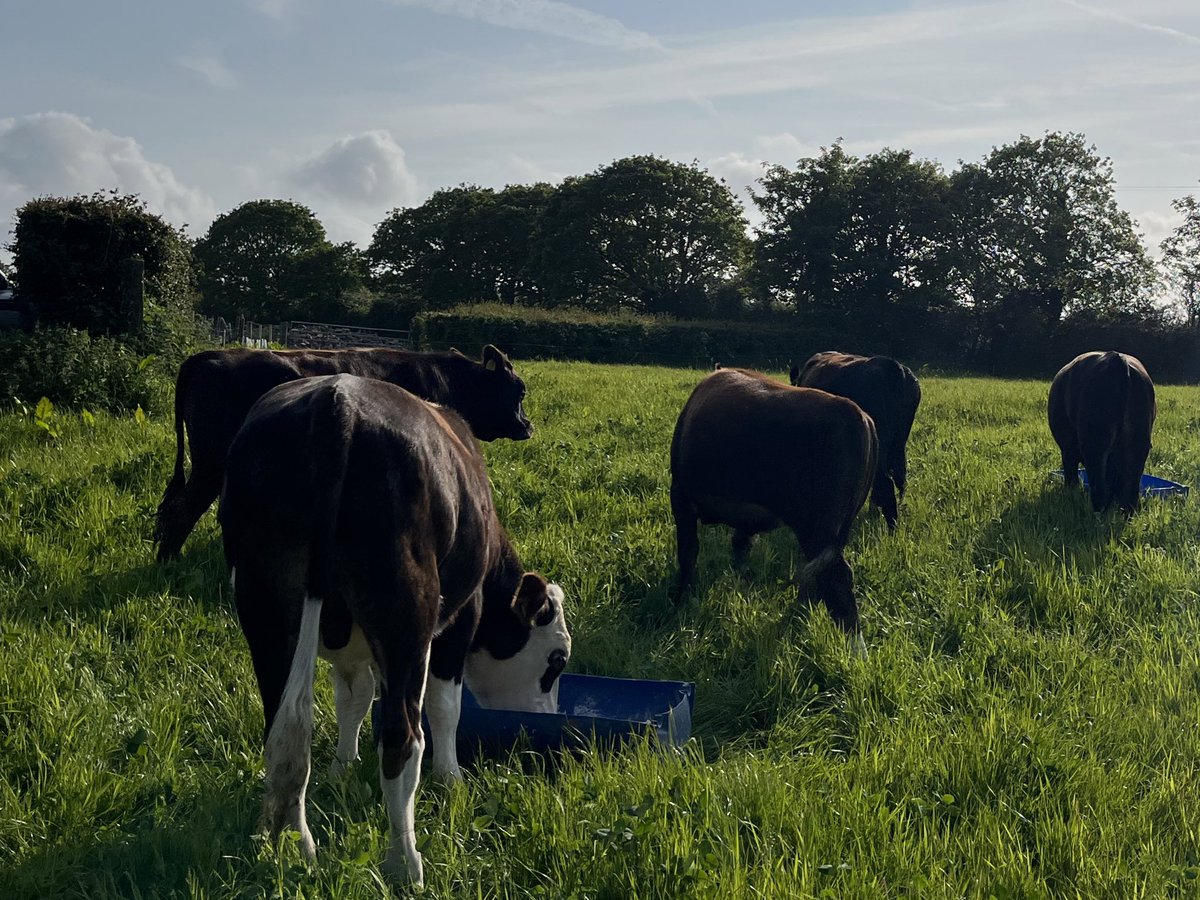 GeorgeSturla's tweet image. Some of the cattle going into boxes later in the year. Preference pro nitro  and a bit of rolled wheat helping them along @ProCamUK @StabiliserBeef #hereford #angus #stabiliser