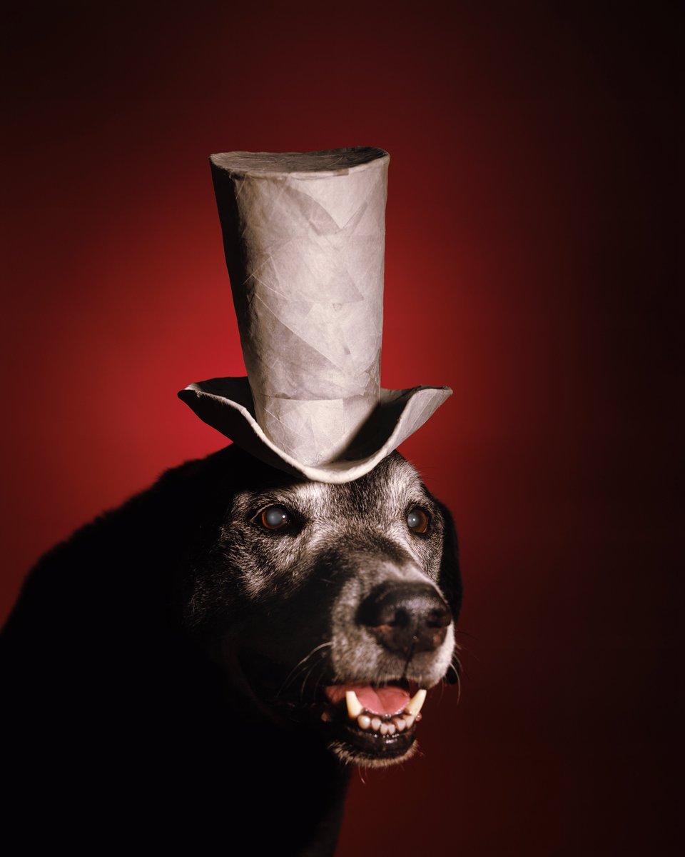 Puptrait's tweet image. Dozer in Paper Hats