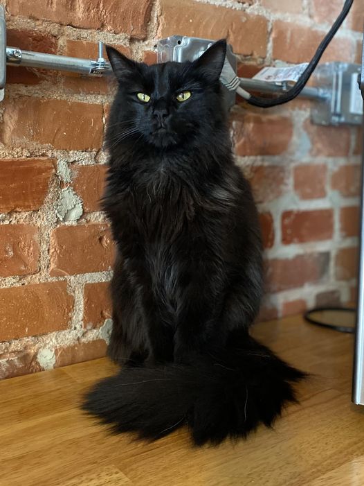 L-O-L-A, Lola!😻🐈‍⬛ This sweet girl is purebred cat royalty. Meet her at NoCo Cat Cafe in Loveland, CO   #catoftheday #catsrule #catcafe #floof #blackcat #blackcatsrule #lovelandco #AdoptDontShop