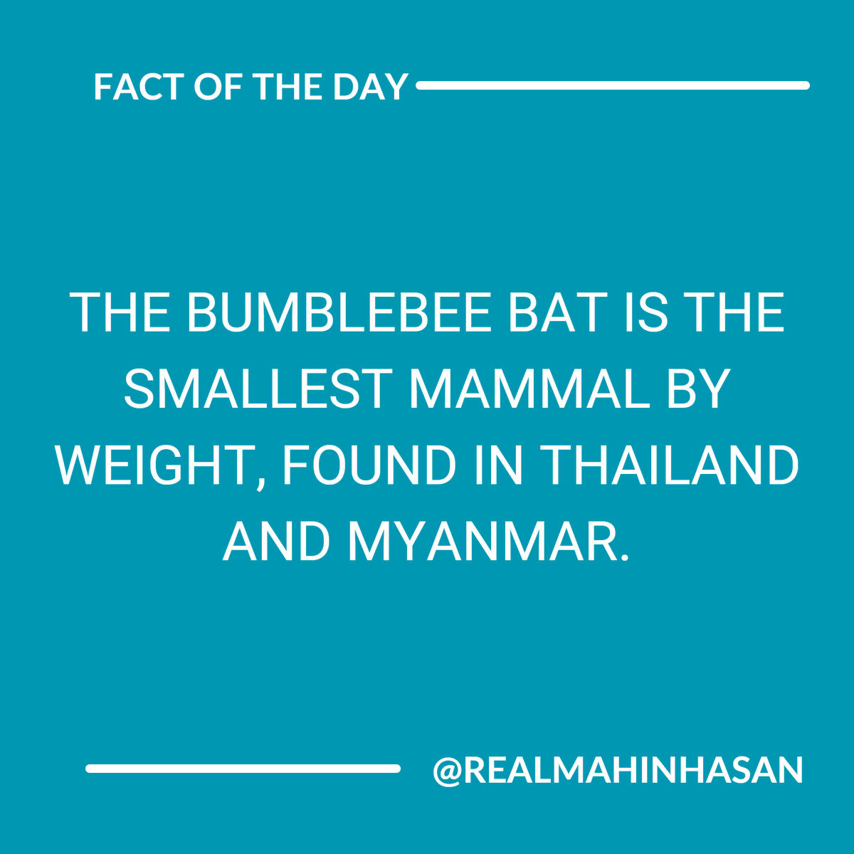 realmahinhasan's tweet image. The world's smallest mammal is the bumblebee bat, weighing about 2 grams. 

#TinyAnimals #BumblebeeBat