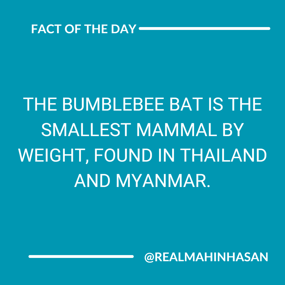 The world's smallest mammal is the bumblebee bat, weighing about 2 grams. 

#TinyAnimals #BumblebeeBat