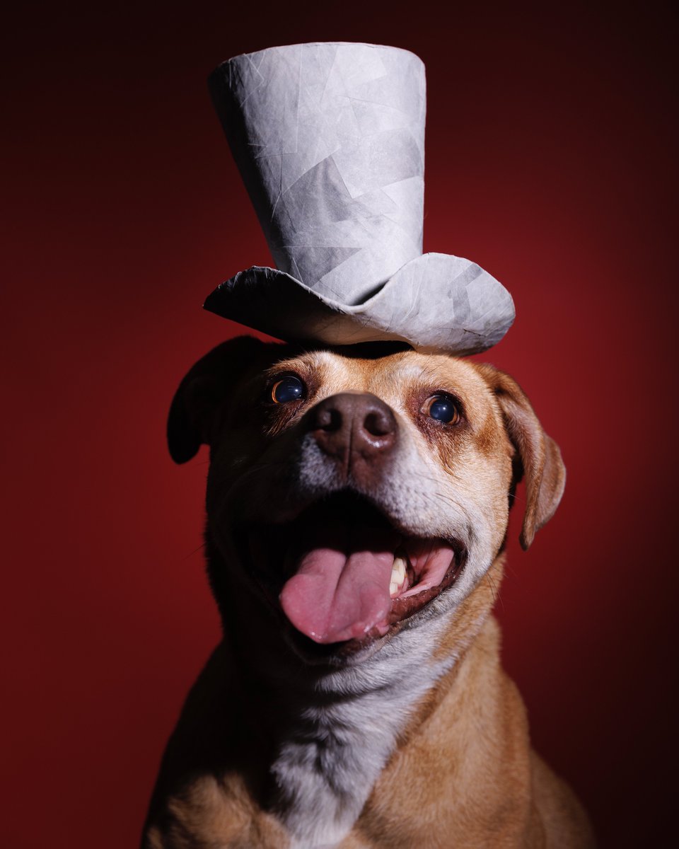 Puptrait's tweet image. Laika in Paper Hats