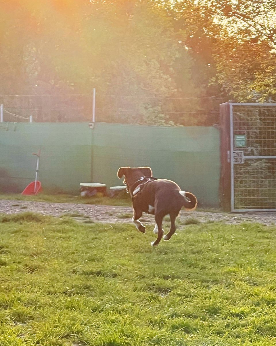 We had the bestest evening at the dog park tonight ❤️🐾🐕☀️🌳💕🐶

#dogpark #dog #dogs #Dogsarefamily #dogsoftwitter #petsathome #love #lovedogs #sunshine #sundaygame #sundaygame #Trending #peppermyloandholly