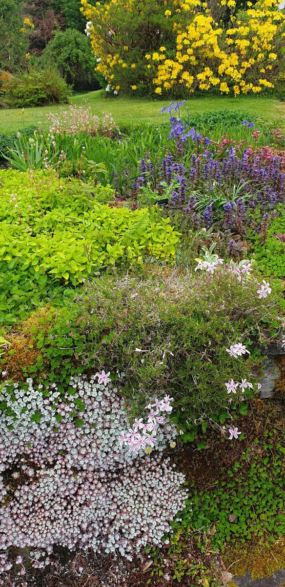 Local Attadale Gardens near Lochcarron, are a treat in all seasons and enliven your senses.
Loved the cheeky squirrel dartful display!
#greatoutdoors #VisitScotland