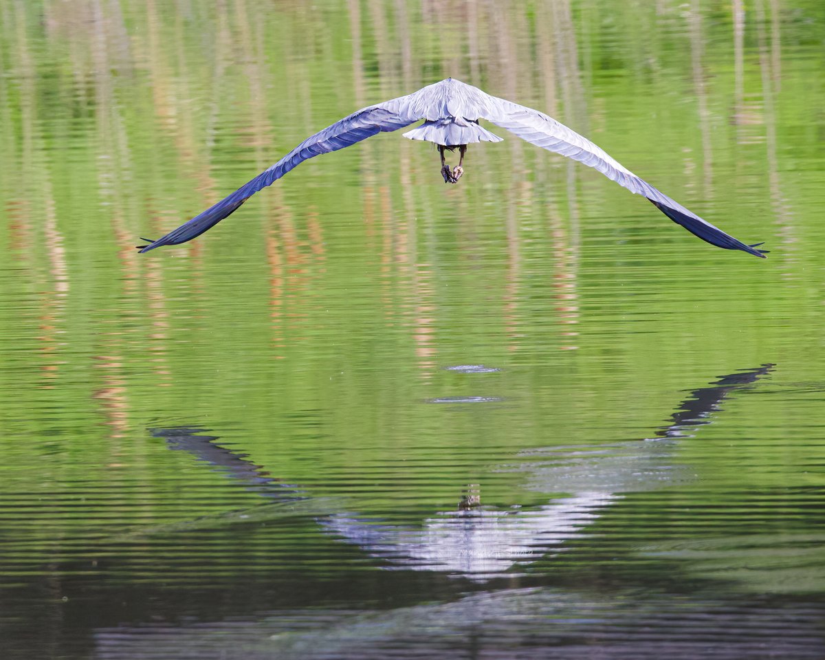 Great blue heron with its 6 foot wing span😊 #birds #birding #birdsinwild #birdphotography #twitterbirds #smile #birdsoftwitter #twitternaturecommunity #twitternaturephotography #IndiAves #canonphotography #shotoncanon #Canon