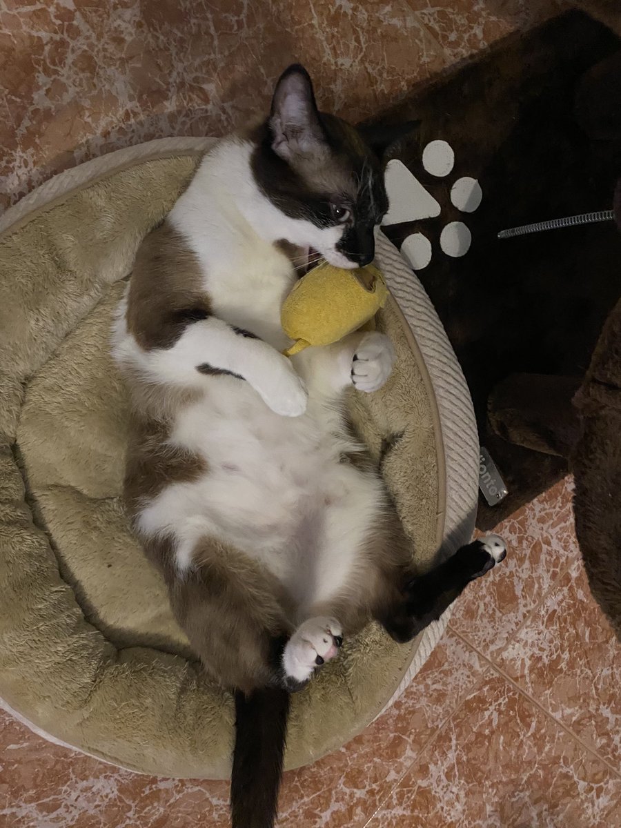 sobaafrioo's tweet photo. nunupost pq estoy enamorada de mi gato! https://t.co/DphTIb3Ty1