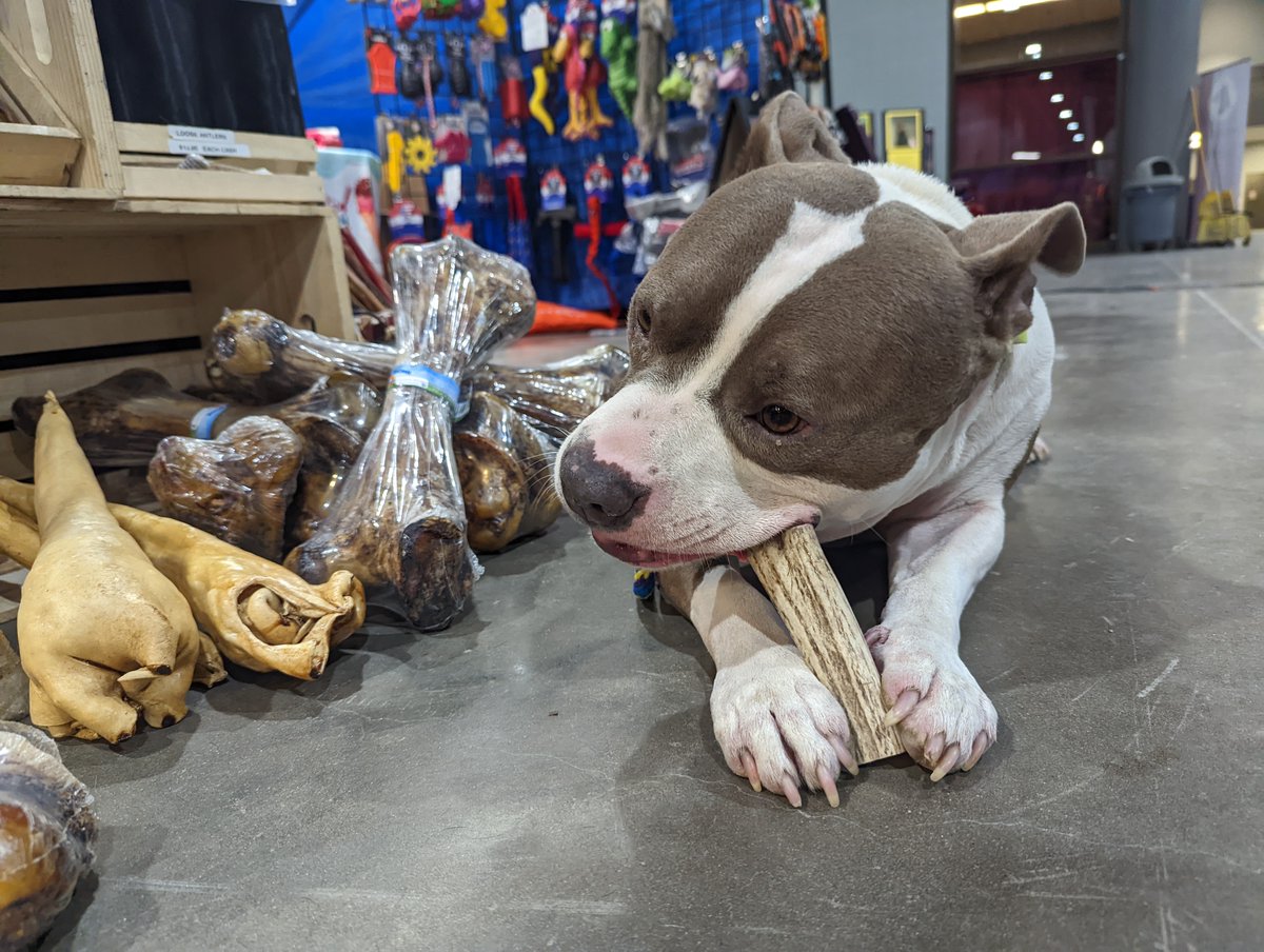 PawtyExpress's tweet photo. https://t.co/Alb2GTVIBe Has all your favorite birthday supplies, chews, enrichment toys, donuts and more. Order your @TrueDogsLLC @K9Granola @PuppyCakeLLC #buckboneorganics in one place!! Artisan Crafted baits include Kangaroo, Zebra, Alligator and Wild Boar @Showsight https://t.co/rI4eKPqT6F