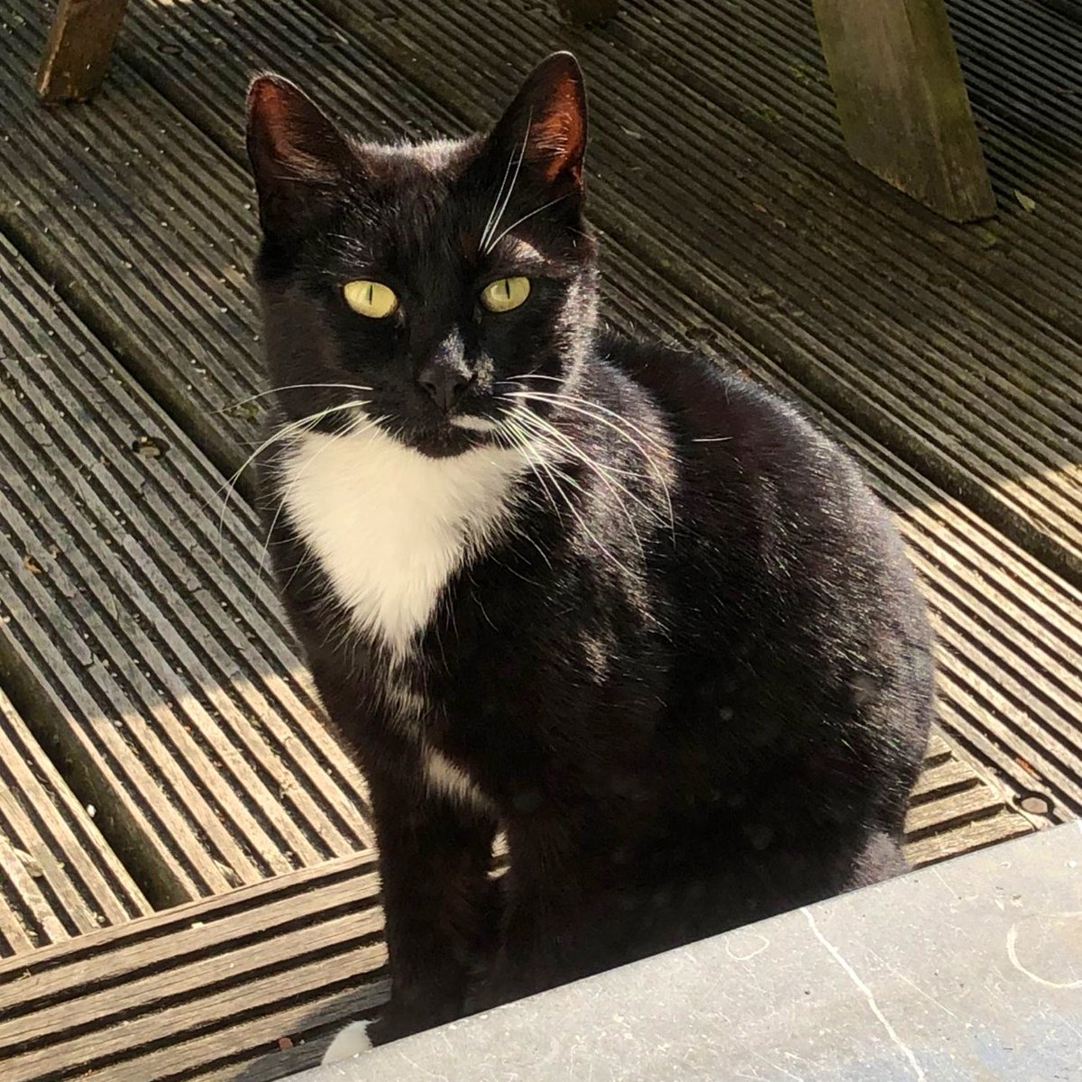 Dierenambulance Amsterdam tweet media