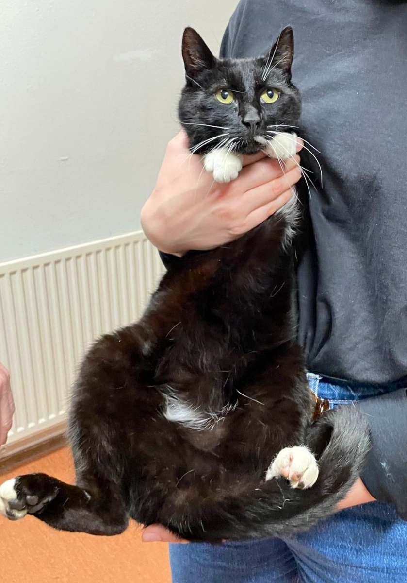 Dierenambulance Amsterdam tweet media