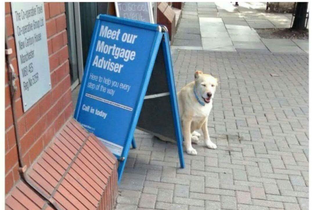Heckin Good Dogs tweet media