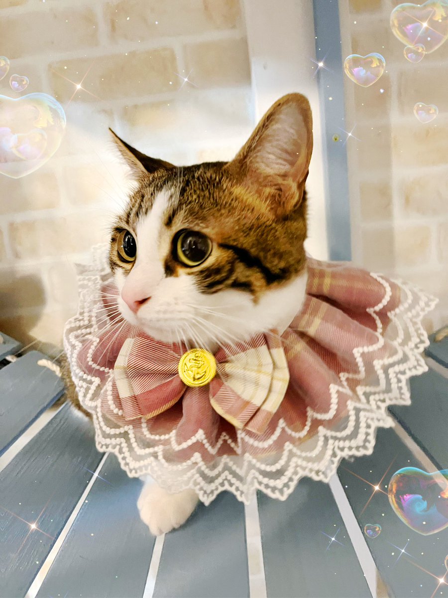 lani42minute's tweet photo. おっはにゃーん💕
トリケラレンジャーるく子にゃん💕💕💕 https://t.co/s7h8oQJe9J
