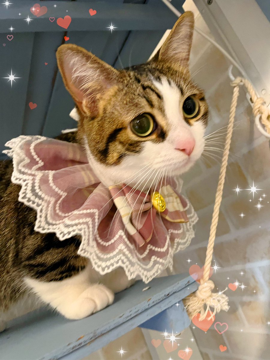 lani42minute's tweet photo. おっはにゃーん💕
トリケラレンジャーるく子にゃん💕💕💕 https://t.co/s7h8oQJe9J